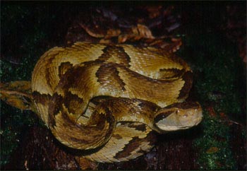 Fêmea adulta de Bothrops jararaca em atividade sobre o solo no período noturno. Foto realizada no Parque Estadual Carlos Botelho, São Paulo.