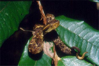 Jovem de Bothrops jararaca sobre a vegetação no período noturno evidenciando a extremidade mais clara da cauda, utilizada para atrair presas ectotérmicas. Foto realizada no Parque Estadual Carlos Botelho, São Paulo.