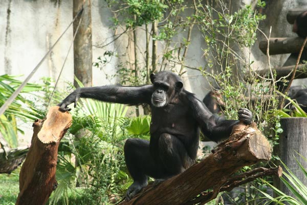 Coexistência harmônica entre as espécies animais