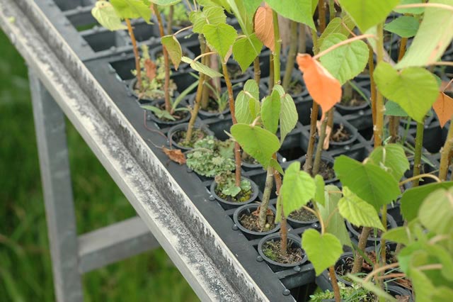 Toda empresa que consome produtos florestais deve fazer a reposição florestal