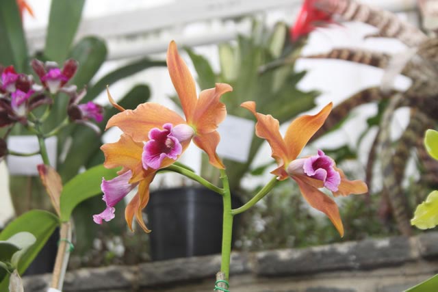 Uma das espécies do orquidário
