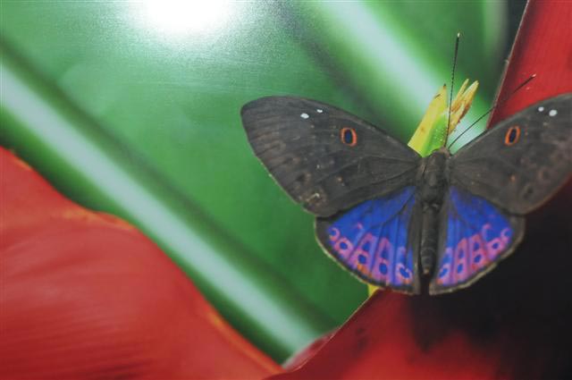 Foto exposta no Museu Botânico