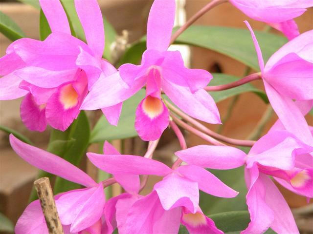 Orquídeas